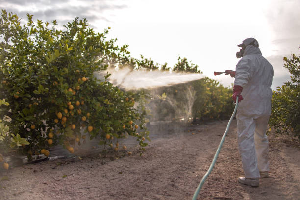 Trusted Honaker, VA Pest Control Experts